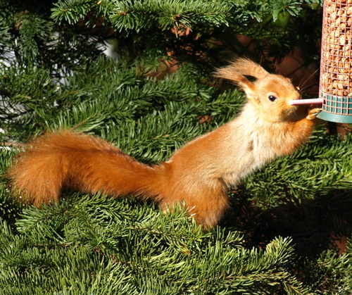 HolidayLodgeKippford