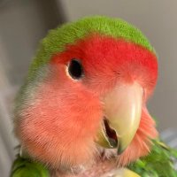 こんた20歳 (@kozakura_konnta) 's Twitter Profile Photo