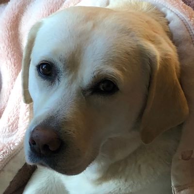 jlfpeZeFBc5yOnW's profile picture. 元繁殖犬そらが家庭犬として幸せに暮らす日々を公開します。そらの写真や動画で誰かを幸せにできたらと思います。 フォロー&いいね&リポストよろしくお願いします。 ブルーバッヂさん相互フォローお願いします🙇 #ブルバ100