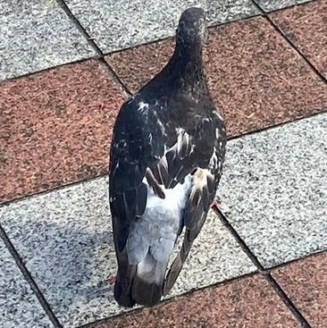 ぽさんのプロフィール画像