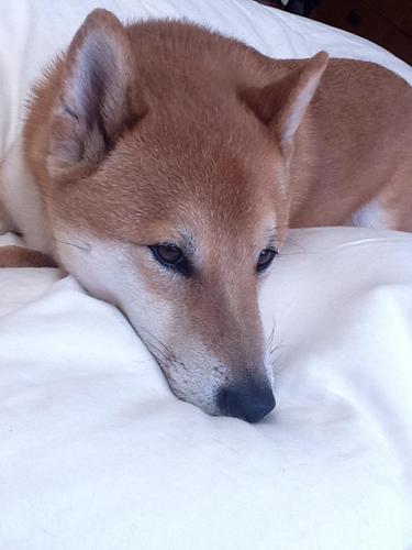 demondogsports's profile picture. Demon Dog is Prince Zuko, a purebreed Shiba Inu who is trying to change the world to better suit Shiba Inus everywhere. #shibaprom #demondog