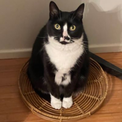 I am cat (tuxie type). I have a big cate family of Mama, Papa, Pippin n Mimi! i löve crimbes. All frens welcome!