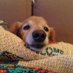 Poivre280701 (@piovre_le_chien) Twitter profile photo Poivre280701 (@piovre_le_chien) Twitter profile photo