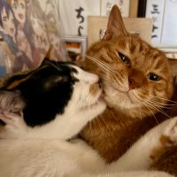 くましゐ🎪🍑🥟⛄️♌️🌽💫🌸 (@kuma_c28) 's Twitter Profile Photo くましゐ🎪🍑🥟⛄️♌️🌽💫🌸 (@kuma_c28) 's Twitter Profile Photo