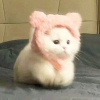 鼠(՞ . .՞)" (@chipchipmunkkkk) 's Twitter Profile