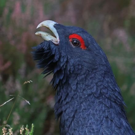 tomhorne1966's profile picture. Love photographing wildlife, TV locations and Celebrities. Travel and walking.