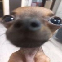 Teo (@neviuvdv) 's Twitter Profile