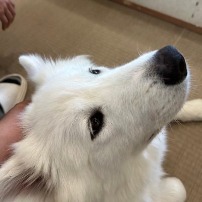 48wDSmkTrzDwfal's profile picture. ゲーム仲間が欲しい、この頃デドバ楽しい