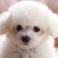 緊急事態条項阻止! (@ft69ds34apfgtk) 's Twitter Profile