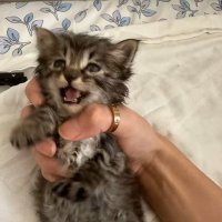 ₍˄·͈༝·͈˄*₎◞ ̑̑猫猫 (@roamingscribe) 's Twitter Profile