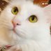 まる🐈⬛ @一条工務店 グランスマート打ち合わせ中💐 (@ogkgrt010s14637) Twitter profile photo まる🐈⬛ @一条工務店 グランスマート打ち合わせ中💐 (@ogkgrt010s14637) Twitter profile photo