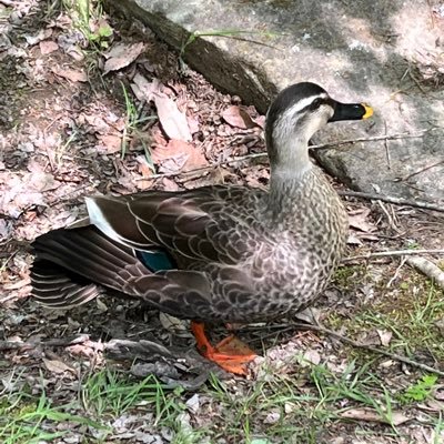 あいたまさんのプロフィール画像