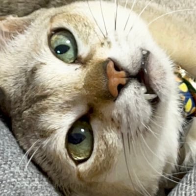 【ドレット】2018年4月5日生まれの保護猫シンガプーラ甘えんボーイ🐱保護猫カフェ鶴橋店さんの元スタッフ猫▶︎うちの子記念日2024年9月1日🏠無言フォロー失礼します🙇♀️