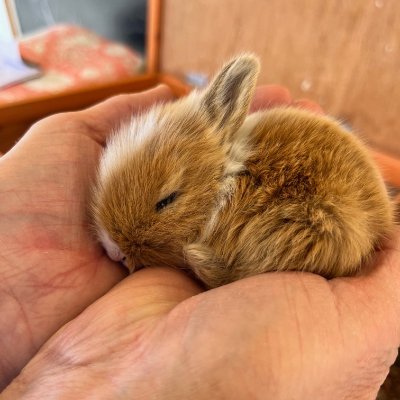 sunny_sol_bunny's profile picture. justice for Sunny!

B4Uqz1k7NJcspn5h9EjheiVpYSZ9rxxsJeU7QYxop9wa