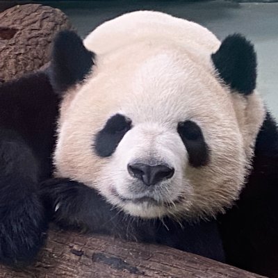 技术杂学派 & 实用主义探险家 | 区块链、Web3 & 元认知的赛博旅者 | 编程为武器,哲学为信仰 https://t.co/3vr3oZgMUl