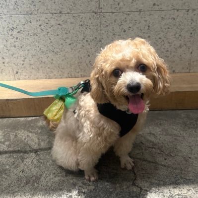 cocothepooh05's profile picture. 