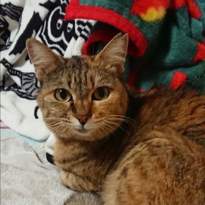 maruhachifuku52's profile picture. 