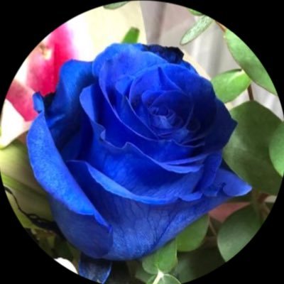 kazu0322_9_27's profile picture. 💙FC MACHIDA ZELVIAを応援しています📣▶︎サッカー◀︎町田18下田北斗選手⭐️大阪🌸🧤1福井光輝選手⭐️▶︎フットサル◀︎町田40野村啓介選手⭐️浦安9本石猛裕選手