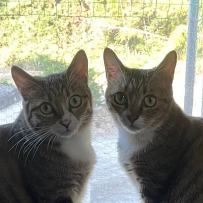 harukai_favo's profile picture. 推し活用にアカウント作りました🌽/🎀🏳/
本アカでV好きそうな人もフォローしていきます