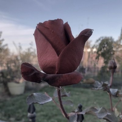 WrexhamLAfan's profile picture. 