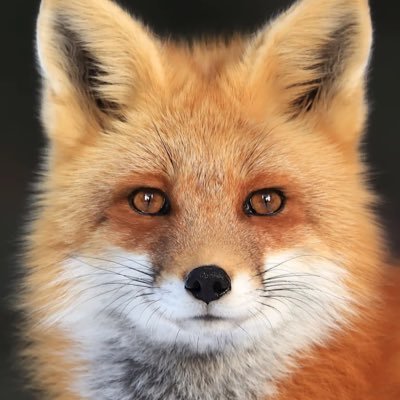 Rick_shamcock's profile picture. 