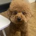 🇺🇸Daisy dog🇺🇸 (@marthapk1301) Twitter profile photo 🇺🇸Daisy dog🇺🇸 (@marthapk1301) Twitter profile photo