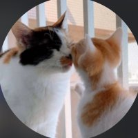 猫親子の日常 (@raph_sora112) Twitter profile photo