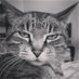 Et c'est chouette. (@lionel_liptique) Twitter profile photo Et c'est chouette. (@lionel_liptique) Twitter profile photo