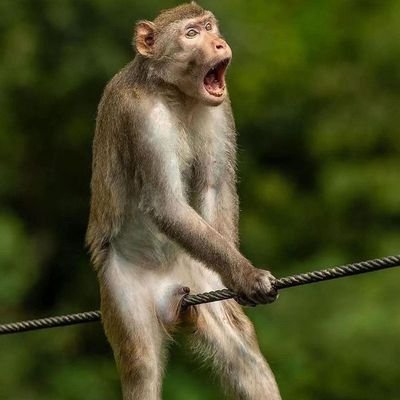 ibandaboyz's profile picture. 