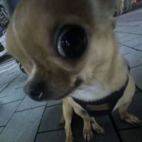 arsızdas (@acavarkf) 's Twitter Profile