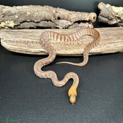 SnakeRnglrSteve's profile picture. Herper since I was little, Keeper of both species of Aspidites, snake wrangler for hire