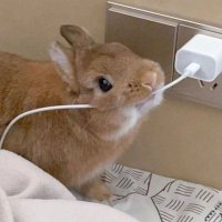 Random Rabbit (@buckirlrabbit) 's Twitter Profile