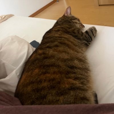 prichard_lopes's profile picture. cat cat miau