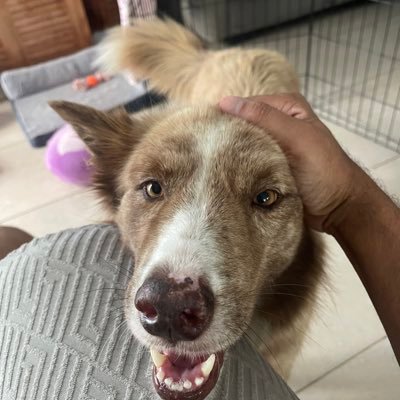 AnimalsneedUss's profile picture. Stocks & Crypto, mostly selling options for (15Years) . Hope to Rescue many Animals. Debunking FUD & Pumpers