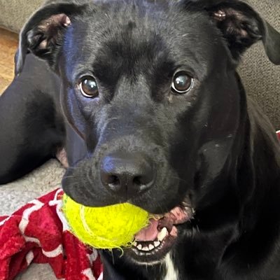 nattex's profile picture. 