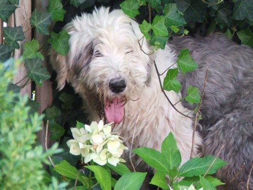 wdijstelbloem's profile picture. 