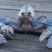 rock lobsta (@mykis__) 's Twitter Profile