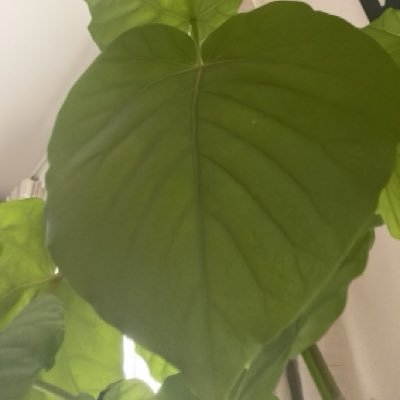 人は幸せになる為に生まれてきました。でも、今幸せ?って聞かれたら、幸せなのか分からない。色んな怒りや葛藤を抱えて、こじらせて、誤作動を起こしてる。それでも毎日一生懸命生きている愛おしい私達が少しずつ、こじらせをほどいて、本来の自分を取り戻して幸せになれたら…そんな思いでつぶやいていこうと思ってます。