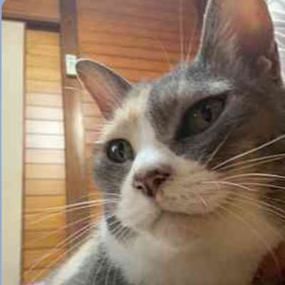 きじトラさんのプロフィール画像