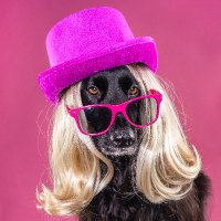 PopDogs Project (@marlenesfx) 's Twitter Profile