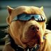 Pitbull do rock (@joaolacerda21) Twitter profile photo Pitbull do rock (@joaolacerda21) Twitter profile photo