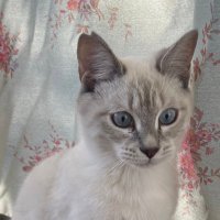 seo (@seo_r0111) 's Twitter Profile