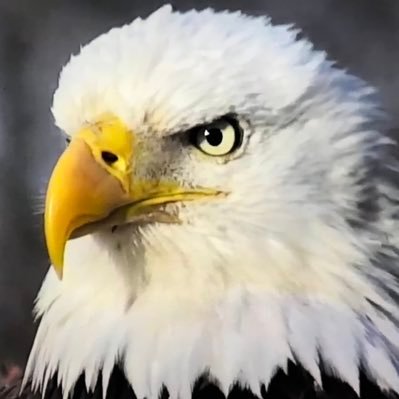 生き物全般大好きで特に鳥好き(BLA2級)。ヨウム、コザクラ、保護鳩の召使い。反トロフィーハンティング、イルカ漁、闘鶏、闘犬、等。2023年現在、「上げ馬神事」と「アヒル取り競争」に対してモノ申しています。 I love all kinds of animals, but especially birds.