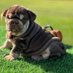 bulldog Laver culb (@bulldoglovers44) Twitter profile photo bulldog Laver culb (@bulldoglovers44) Twitter profile photo