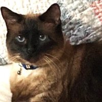 Renee' Martin (@sachikoko) 's Twitter Profile