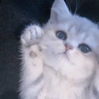 来世は猫になりたい (@02wjg) 's Twitter Profile