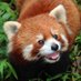 곰돌🕯(Gomdol) (@redpanda2016) Twitter profile photo 곰돌🕯(Gomdol) (@redpanda2016) Twitter profile photo