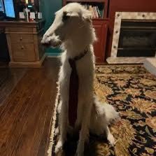 borzoihoya's profile picture. GU ‘84 | 4x tombs trivia champion | Dixie liquor patron | Personal friend of Mr. Smith