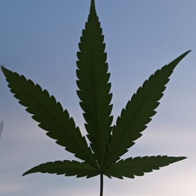 VerdeGrow's profile picture. 🥦🔎outlook&recreative🔎🥦