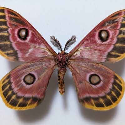 「も(エムゼロ、エムオー)」です。
趣味で昆虫標本集めてます。
掲載する虫は大体が販売可能なのでお気軽にお問い合わせください。